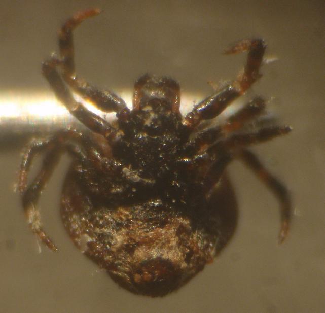 Phoroncidia paradoxa (Theridiidae)